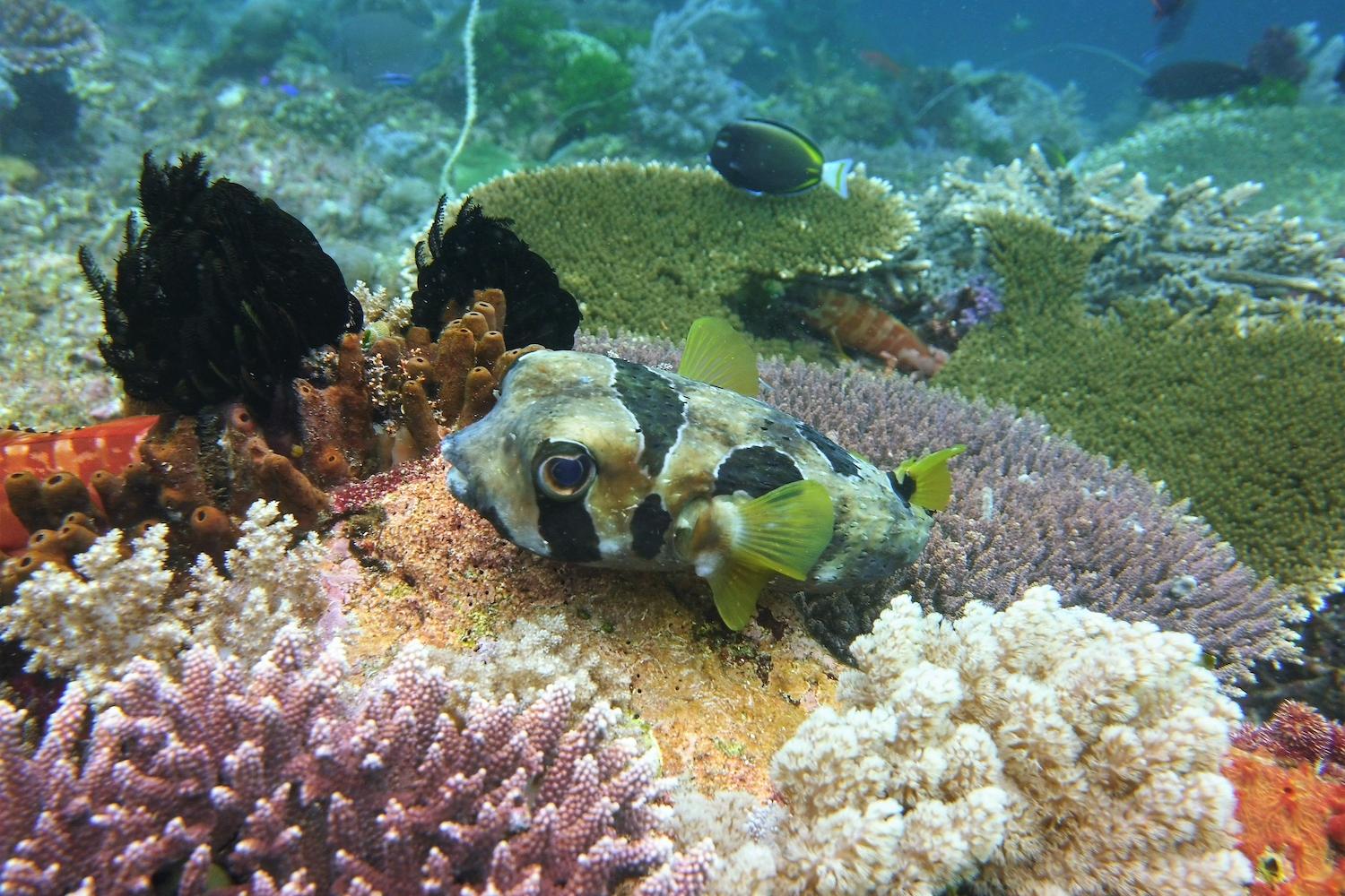 A fish among other marine life in the Coral Triangle.